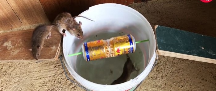 Trampa para roedores reutilizable y económica de bricolaje