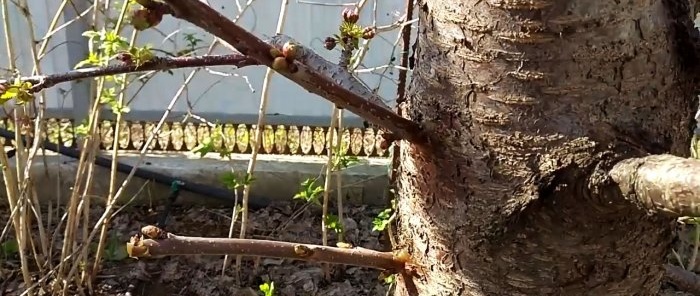 Innesto di un albero con un trapano