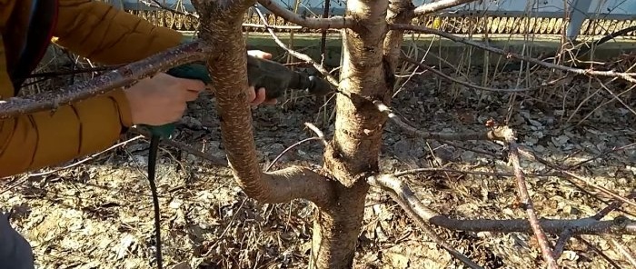 Podning af et træ med en boremaskine