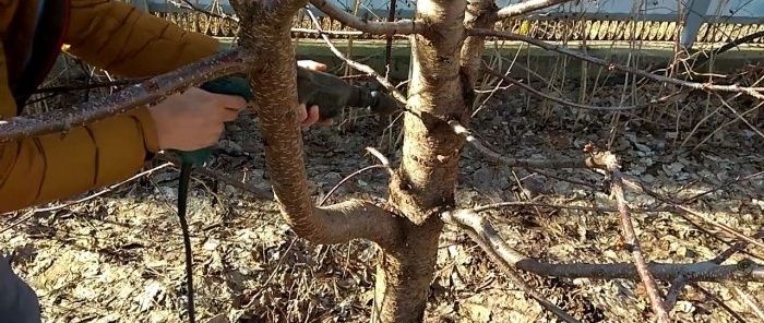 Innesto di un albero con un trapano