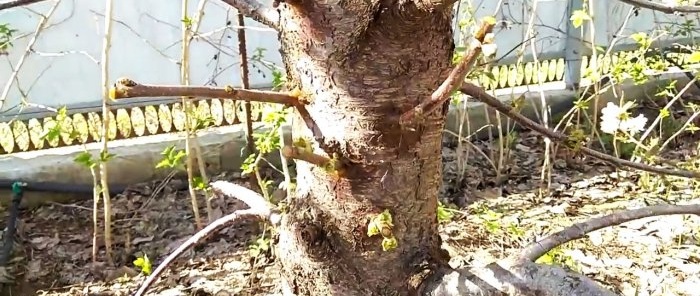 Altoirea unui copac cu un burghiu