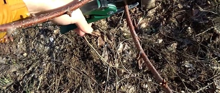 Grafting a tree with a drill