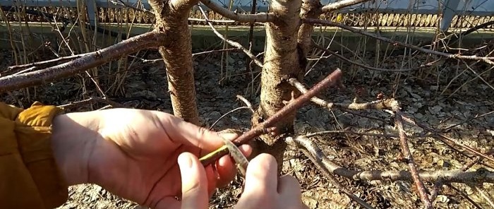 Innesto di un albero con un trapano