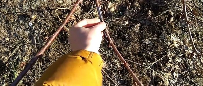 Injertar un árbol con un taladro.