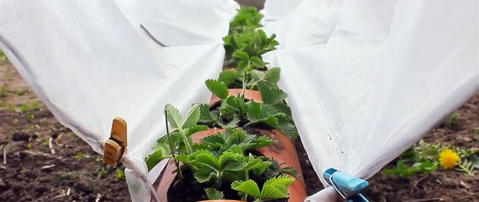 Strawberry bed made of PVC pipes with a root irrigation system