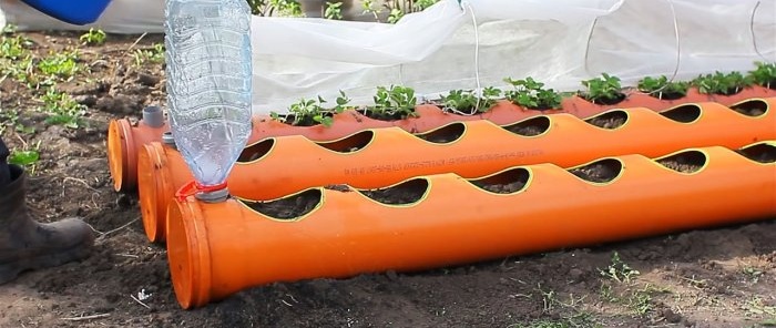 Strawberry bed made of PVC pipes with a root irrigation system