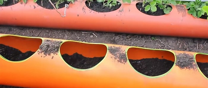 Lit de fraises constitué de tuyaux en PVC avec système d'irrigation des racines