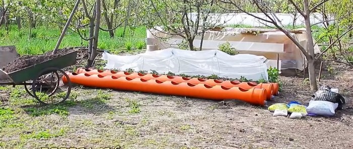 Aardbeienbed gemaakt van PVC-buizen met een wortelirrigatiesysteem