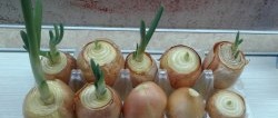Każdy może uprawiać zieloną cebulę na parapecie bez użycia gleby.