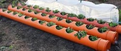 Cama de fresas fabricada con tubos de PVC con sistema de riego de raíces.