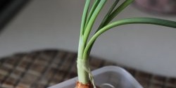 How to grow green onions and garlic on a windowsill