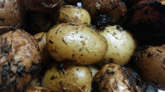 Il y aura une grosse récolte de pommes de terre si les plates-bandes sont correctement préparées.