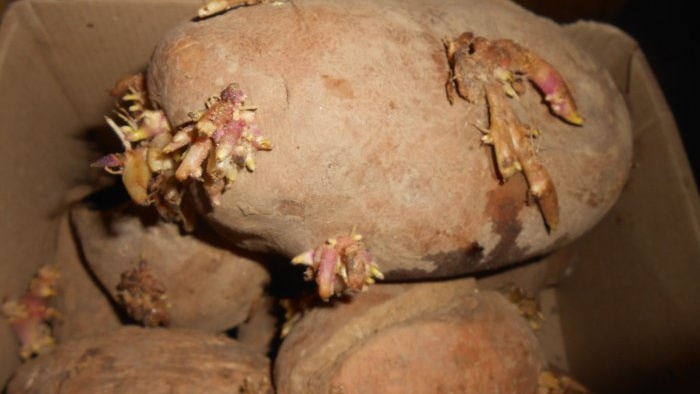 Haverá uma grande colheita de batata se os canteiros estiverem devidamente preparados.