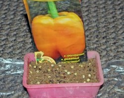 Ideal pepper seedlings: hot sawdust instead of soil!