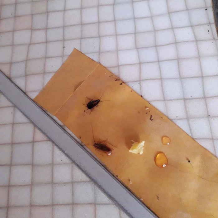 Hvordan bli kvitt kakerlakker ved hjelp av en felle ved hjelp av improviserte midler