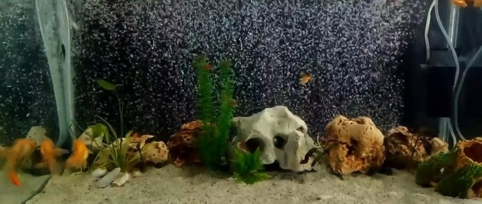 Hvordan lage en gardin av luftbobler til akvariet ditt