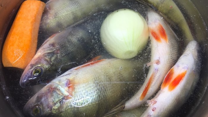 Ricetta zuppa di pesce persico con caviale