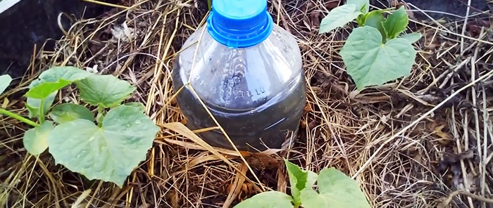 Das Geheimnis einer guten Ernte: So organisieren Sie die Tropfbewässerung mit Flaschen