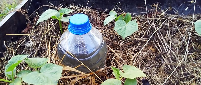 Hemligheten med en bra skörd: hur man organiserar droppbevattning med flaskor