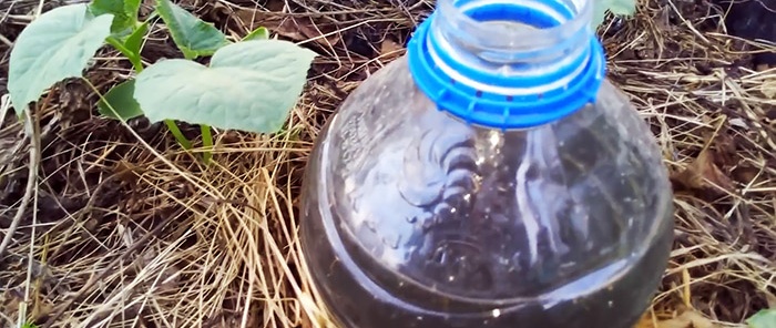 El secreto de una buena cosecha: cómo organizar el riego por goteo con botellas