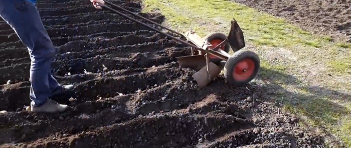 Jak rychle zasadit brambory