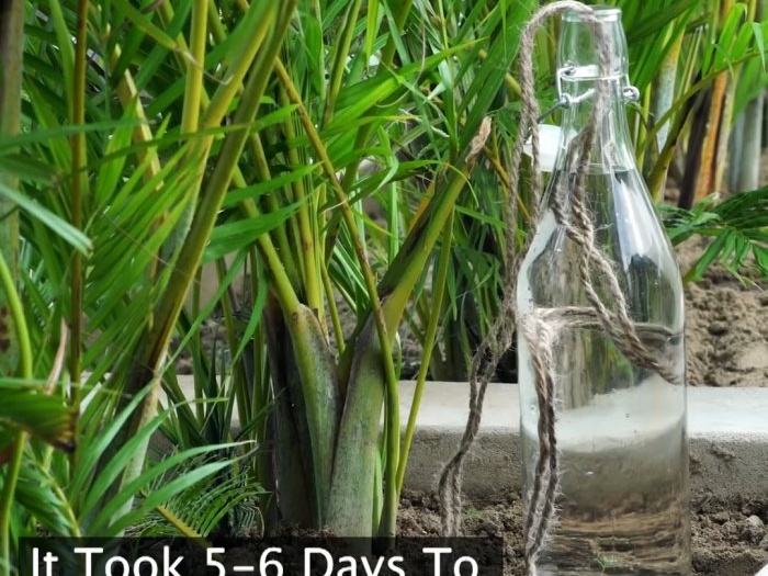 3 דרכים לארגן מערכת השקיית צמחים בזמן היעדרותך