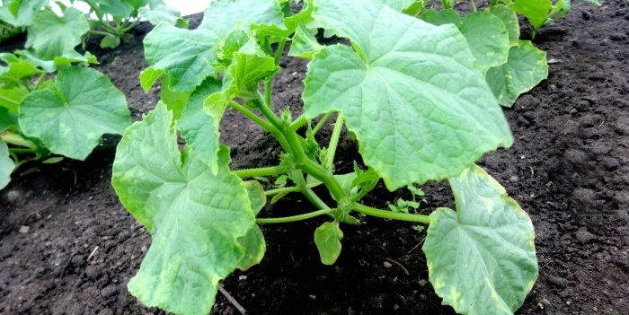 Komkommers: hoe je met minimale inspanning een rijke oogst krijgt