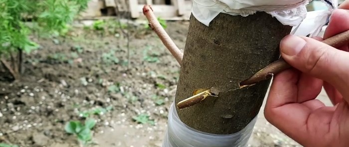 Kā uzpotēt koku, izmantojot urbi
