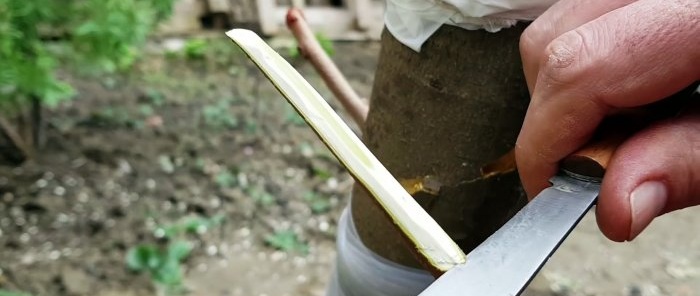 Jak zaszczepić drzewo za pomocą wiertarki