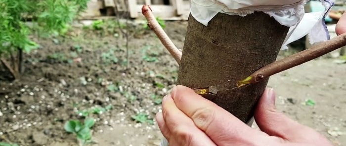 How to graft a tree using a drill