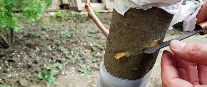 Ako naštepiť strom pomocou vŕtačky