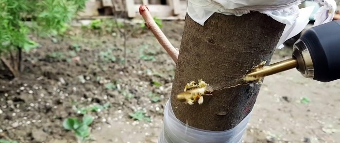 Kā uzpotēt koku, izmantojot urbi