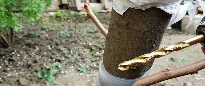 Как да присадите дърво с бормашина