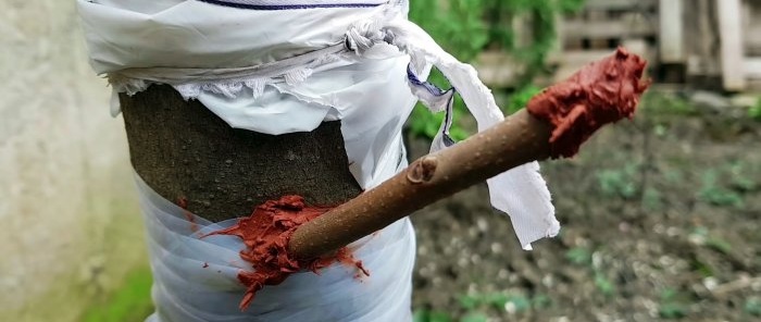 כיצד להשתיל עץ באמצעות מקדחה
