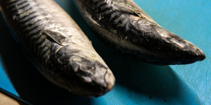 Ikan tenggiri bakar atau Resepi hidangan ikan yang paling sedap dan sihat
