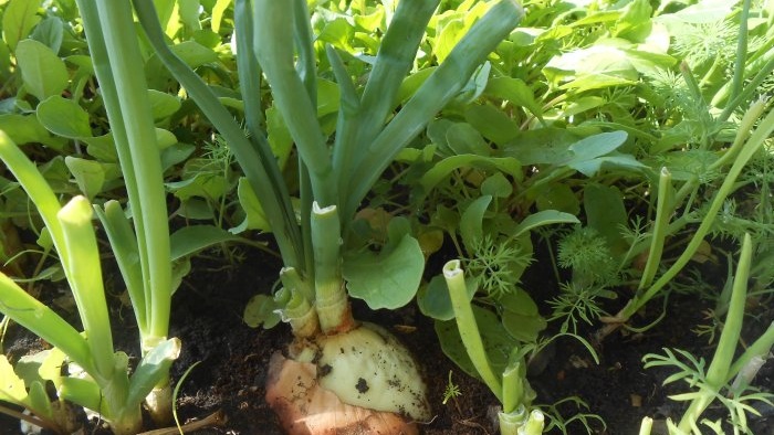 Forçar les cebes a les verdures a casa a l'aigua i el substrat del sòl: totes les subtileses i matisos