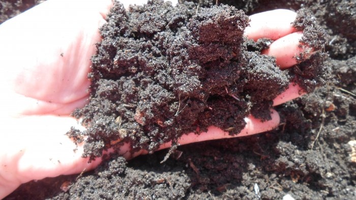Forțarea cepei în verdețuri acasă în apă și substrat de sol - toate subtilitățile și nuanțele