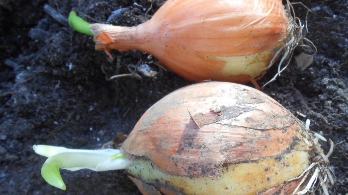 บังคับให้หัวหอมเป็นผักใบเขียวที่บ้านในน้ำและสารตั้งต้น - รายละเอียดปลีกย่อยและความแตกต่างทั้งหมด