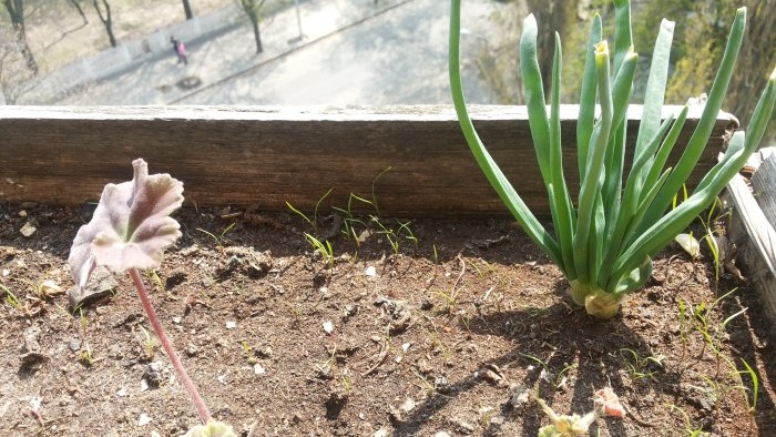 Forzar cebollas a convertirse en hojas verdes en casa en agua y sustrato de tierra: todas las sutilezas y matices