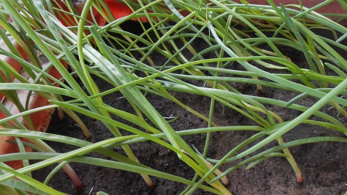 Forzar cebollas a convertirse en hojas verdes en casa en agua y sustrato de tierra: todas las sutilezas y matices