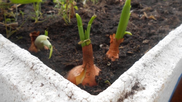 Forçar les cebes a les verdures a casa a l'aigua i el substrat del sòl: totes les subtileses i matisos
