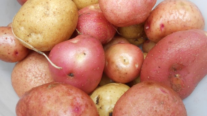 Fyra effektiva tekniker för att öka potatisavkastningen