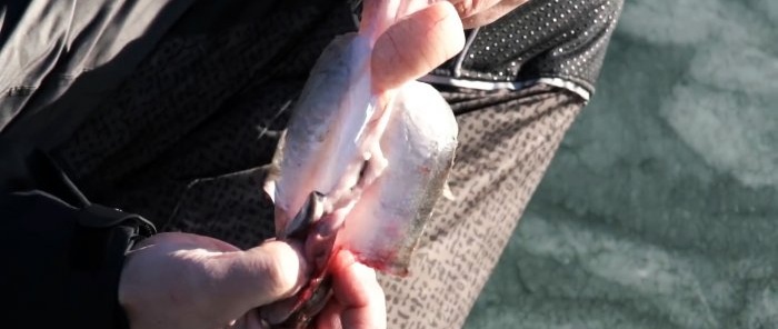 Puliamo il pesce persico rapidamente, facilmente e senza dispersione di squame