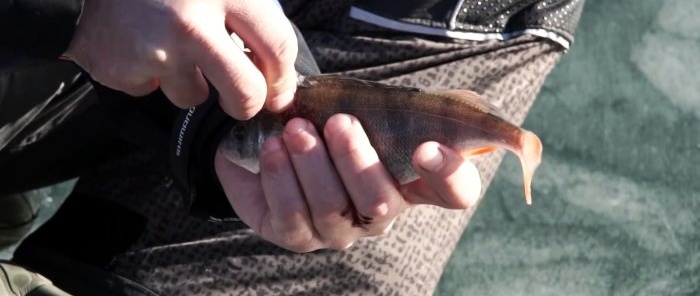 Puliamo il pesce persico rapidamente, facilmente e senza dispersione di squame