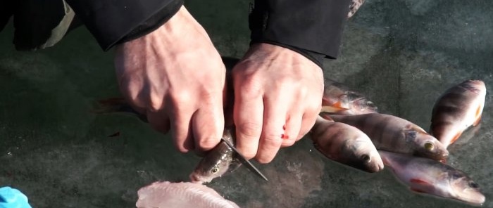 Puliamo il pesce persico rapidamente, facilmente e senza dispersione di squame
