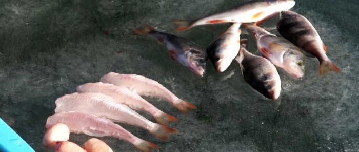 Puliamo il pesce persico rapidamente, facilmente e senza dispersione di squame