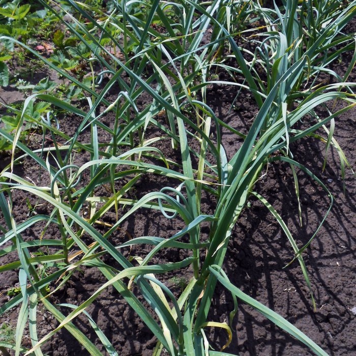 Tiga pembalut bawang putih pada musim bunga dan musim panas untuk meningkatkan hasil