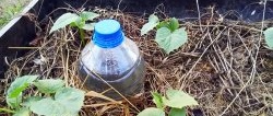 Le secret d'une bonne récolte : comment organiser l'irrigation goutte à goutte avec des bouteilles
