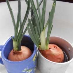 การบังคับหัวหอมให้เป็นผักใบเขียวที่บ้านโดยใช้สารตั้งต้นที่เป็นน้ำและดิน: รายละเอียดปลีกย่อยและความแตกต่างทั้งหมด