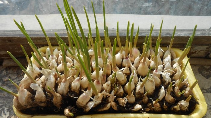 Experiência pessoal de forçar alho em verduras em um mês